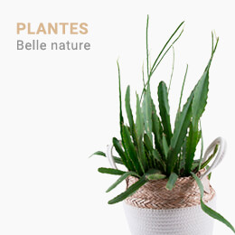 Gift.be ™ - Planten
