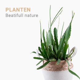 Gift.be ™ - Planten