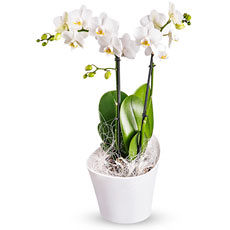 Une magnifique orchidée blanche phalaenopsis, présentée dans un pot de fleurs élégant Koziol. Un cadeau de grande classe pour quelquun de très spécial !