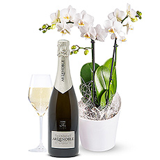 Orchidée Champagne