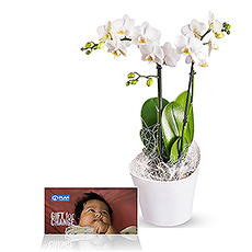 Une magnifique orchidée phalaenopsis blanc pur, présentée dans un cache-pot Koziol. Un cadeau gracieux et exotique !