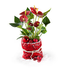 Deze rode anthurium met sfeervolle kerstdecoratie brengt onmiddellijk een vleugje kerstsfeer in huis.