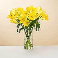 Quoi de plus joyeux que des fleurs d'un jaune éclatant? Ce magnifique bouquet est composé de lys jaunes éclatants. Les lys sont complétés par des fleurs blanches et violettes délicates et un feuillage luxuriant. Le bouquet de lys est fait à la main par notre fleuriste interne.