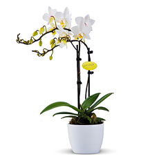 Miniatuur Orchidee (Phalaenopsis)