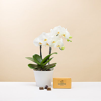 Une magnifique orchidée blanche phalaenopsis, accompagnée d'un ballotin Godiva enveloppé d/un luxueux papier doré rehaussé d/un ruban noué à la main. Un cadeau de grande classe pour quelqu/un de très spécial !