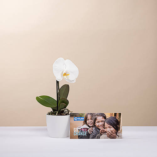Orchidée & Carte cadeau PLAN
