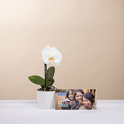 Ensoleillez la journée de quelqu'un avec une magnifique mini orchidée Phalaenopsis, accompagnée d'un don de charité.