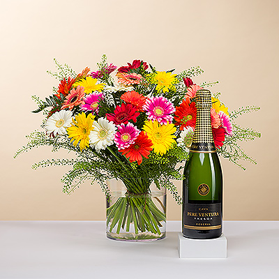 Mettez un sourire sur le visage de quelqu'un avec un ravissant bouquet de marguerites Gerbera fraîches aux couleurs vives! Les fleurs sont accompagnées d'une bouteille festive de Pere Venture Cava, le vin mousseux emblématique et rafraîchissant d'Espagne.
