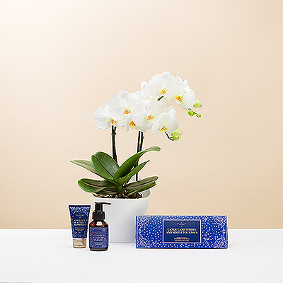 Apportez l'esprit de Noël avec une charmante combinaison d'une orchidée Phalaenopsis miniature dans un pot Koziol et avec un joli petit cadeau de Noël de The Gift Label.
