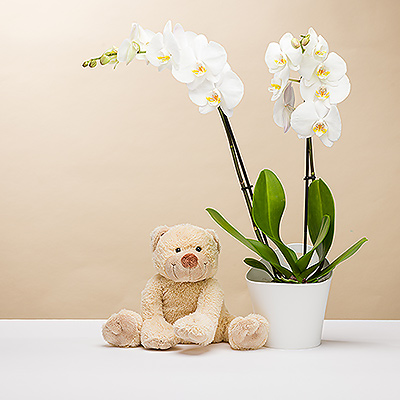 Orchid & Teddy Boggy