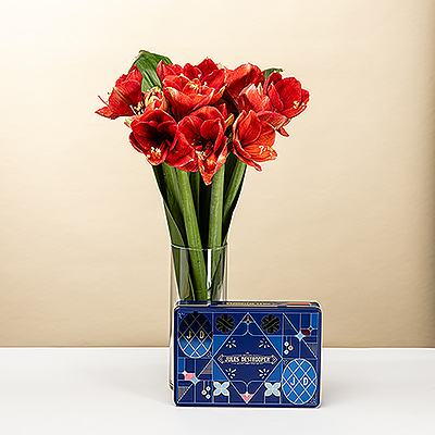 EOY 2025 : Amaryllis with Jules Destrooper Biscuits