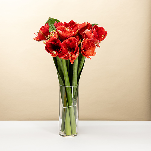 EOY 2025 : Amaryllis