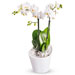 Phalaenopsis Orchidee [01]