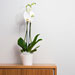 Orchidee & Pralines [04]