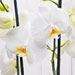 Orchidee & Pralines [05]