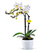 Cinq Mondes gift with Orchidee [03]