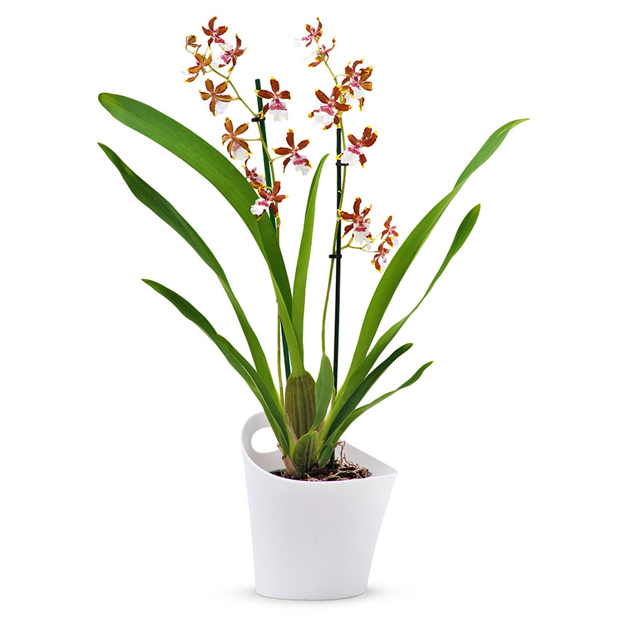 Камбрей. Орхидея камбрия леопард. Цимбидиум камбрия. Камбрия орхидея цветы. Камбрей.