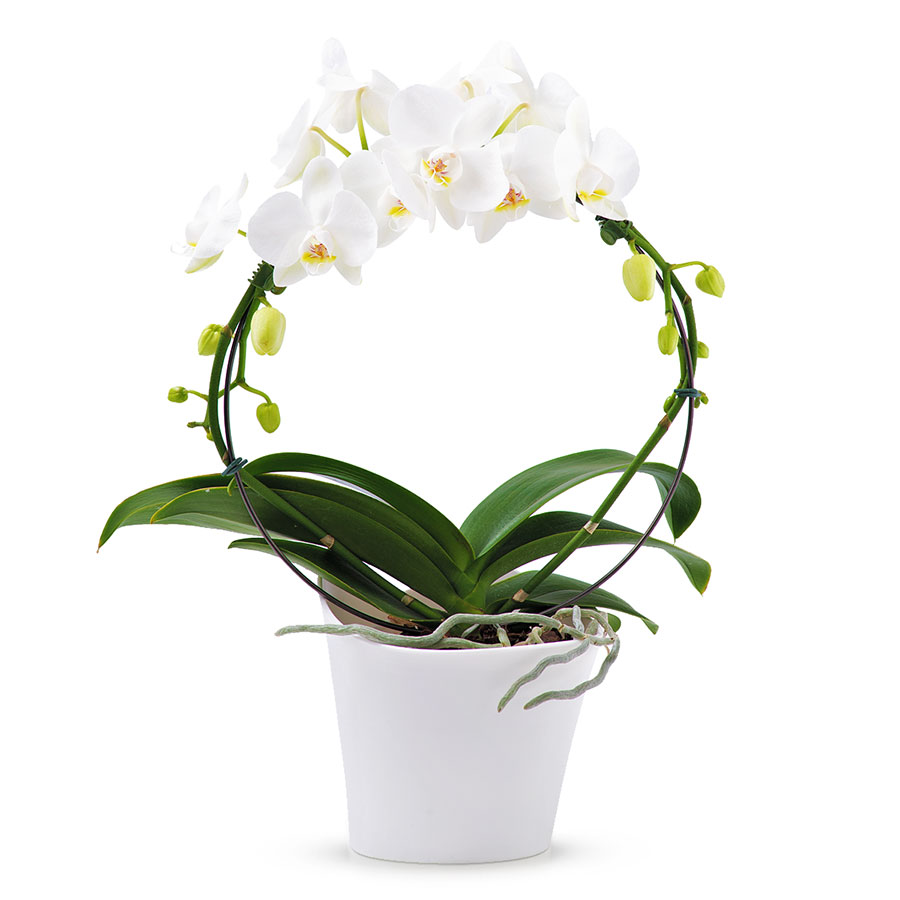 Phalaenopsis Orchidee Mirroir Blanc Cadeau Gift Be Phalaenopsis Orchidee Mirroir Blanc Cadeau Gift Be